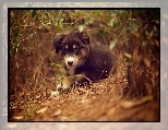 Szczeniak, Piesek, Zarośla, Owczarek australijski-australian shepherd